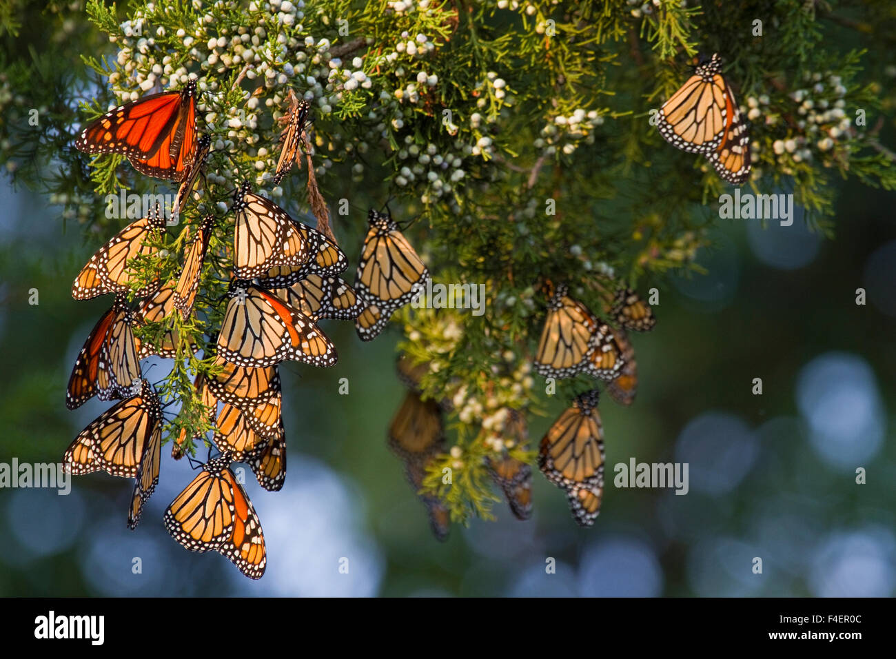 Farfalle monarca (Danaus plexippus) sono ' appollaiati in Eastern Red Cedar tree (Juniperus Virginiana), Prateria Ridge Stato Area Naturale, Marion Co., IL Foto Stock