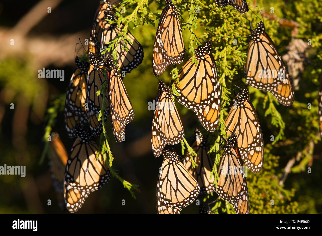 Farfalle monarca (Danaus plexippus) sono ' appollaiati in Eastern Red Cedar tree (Juniperus Virginiana), Prateria Ridge Stato Area Naturale, Marion Co., IL Foto Stock