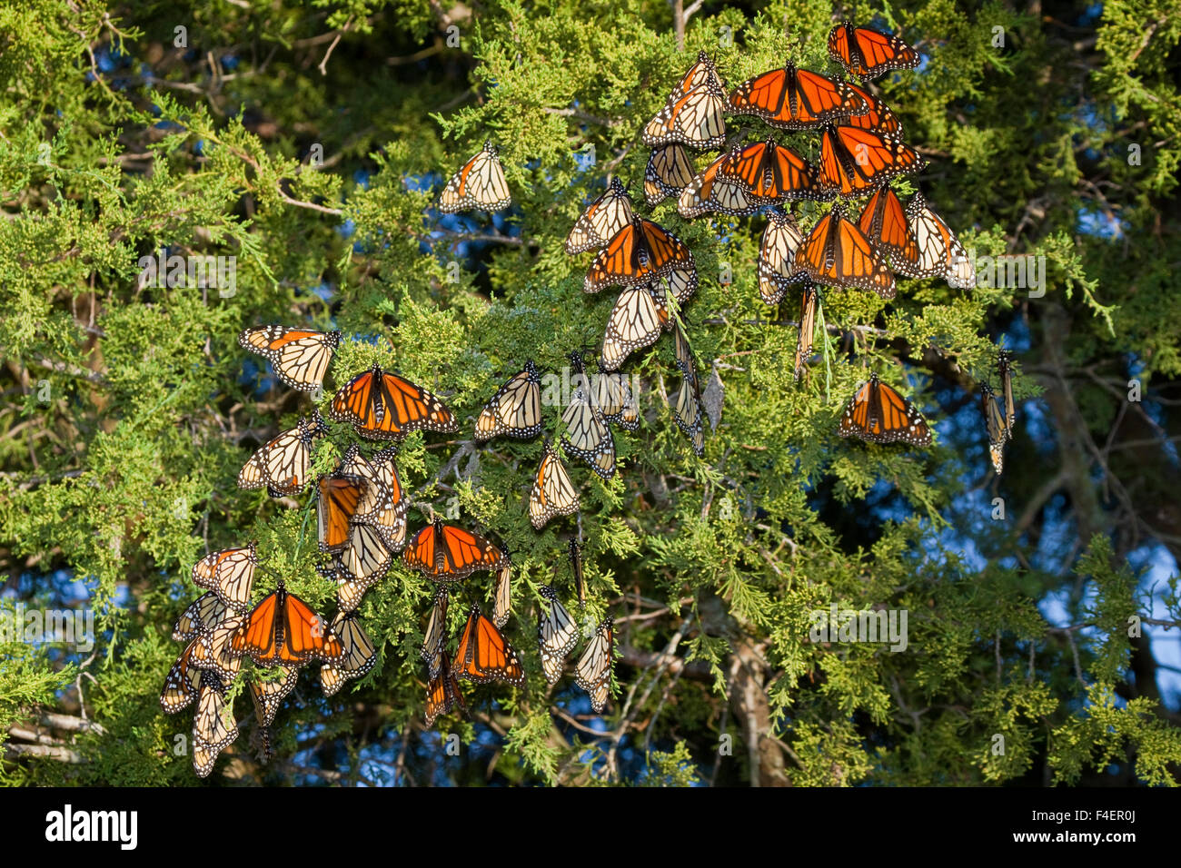 Farfalle monarca (Danaus plexippus) sono ' appollaiati in Eastern Red Cedar tree (Juniperus Virginiana), Prateria Ridge Stato Area Naturale, Marion Co., IL Foto Stock