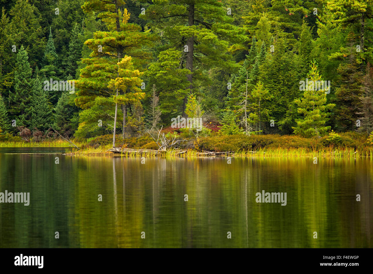 Michigan, Katherine Lago. Alberi di pino che riflette in un piccolo lago. Foto Stock