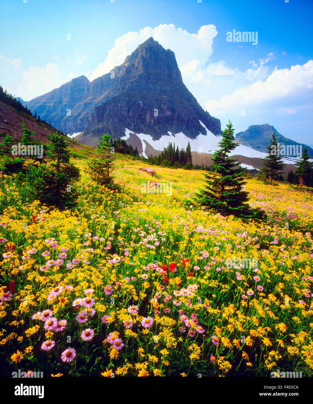 Stati Uniti d'America, Montana, il Parco Nazionale di Glacier. Fiori selvatici alpini. Credito come: Christopher Talbot Frank Jaynes / Galleria / DanitaDelimont.com Foto Stock