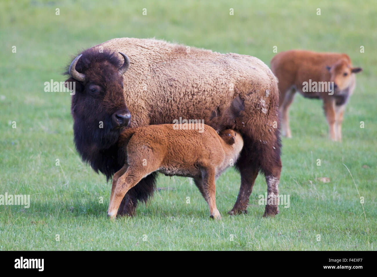 Bison vacca vitello infermieristica Foto Stock