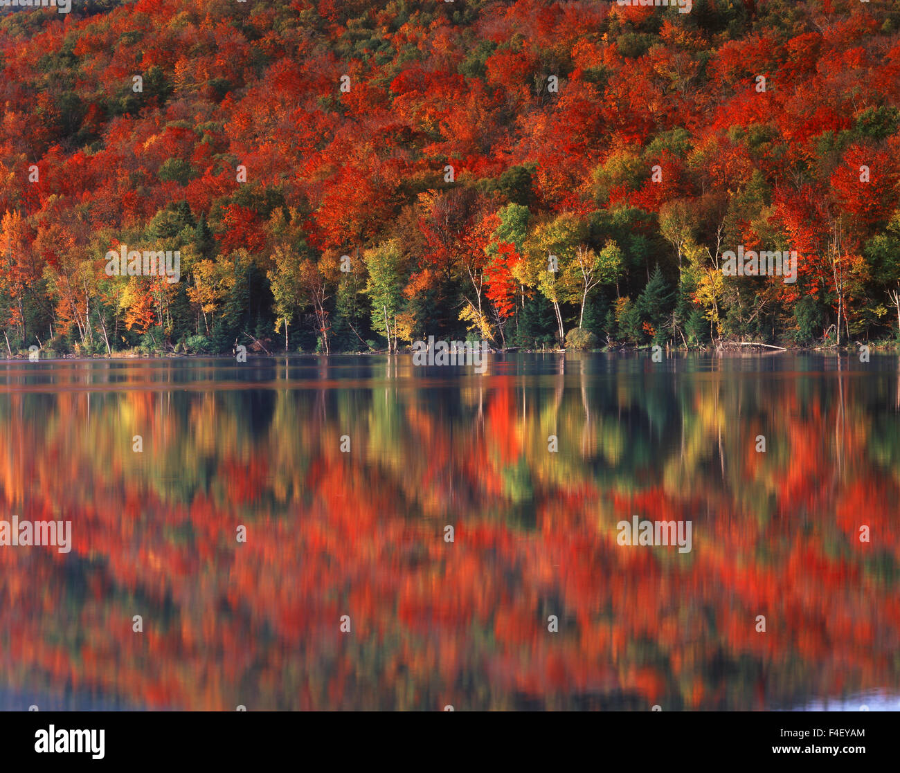 New York, Montagne Adirondack, Parco Adirondack e preservare i colori dell'autunno di uno zucchero Acero (Acer saccharum) foresta riflettente nel cuore di Lago (formato di grandi dimensioni disponibili) Foto Stock