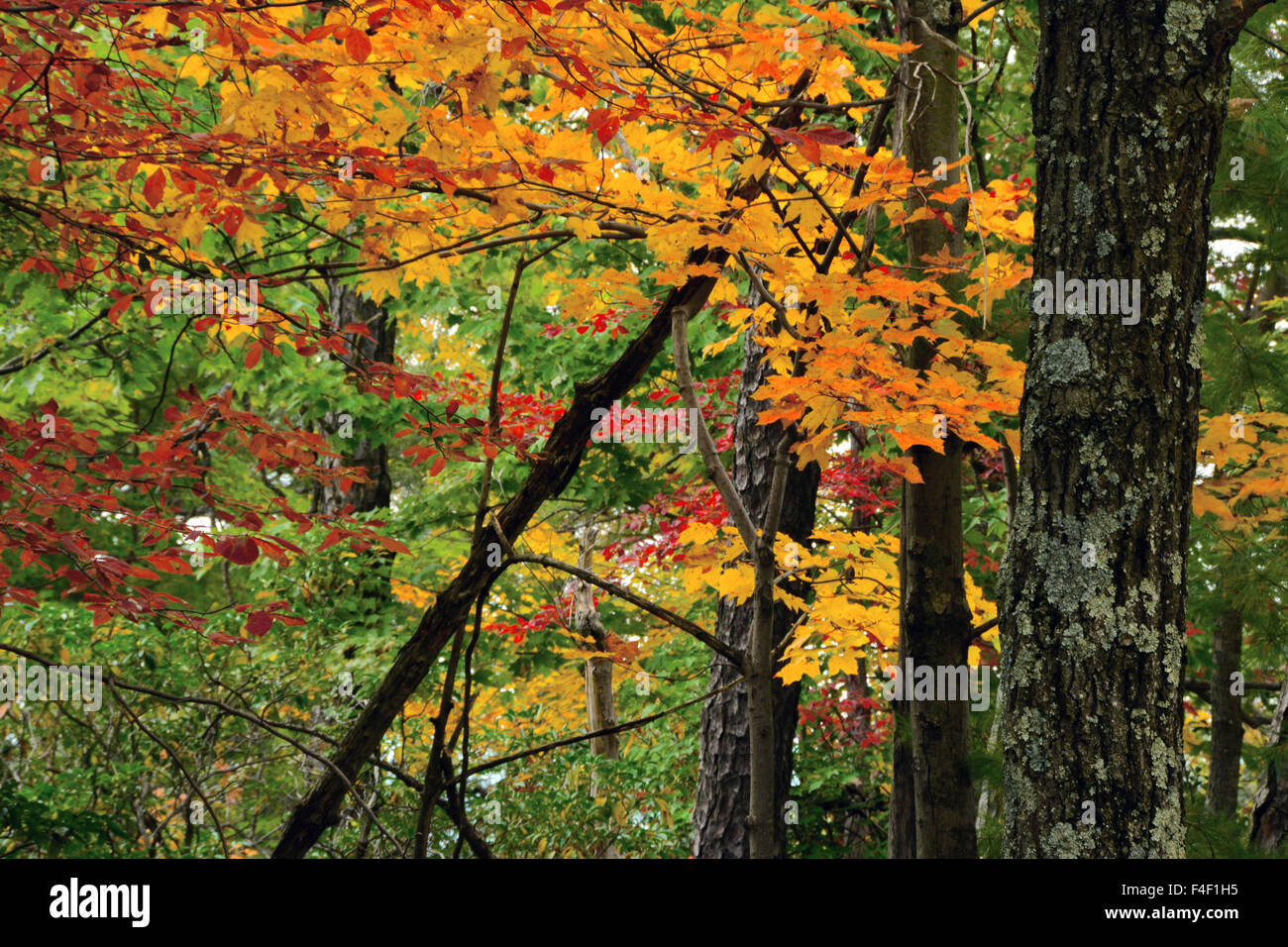 Autunno al Lago di Mohonk, Shawangunk Mountains, New York, Stati Uniti d'America. Foto Stock