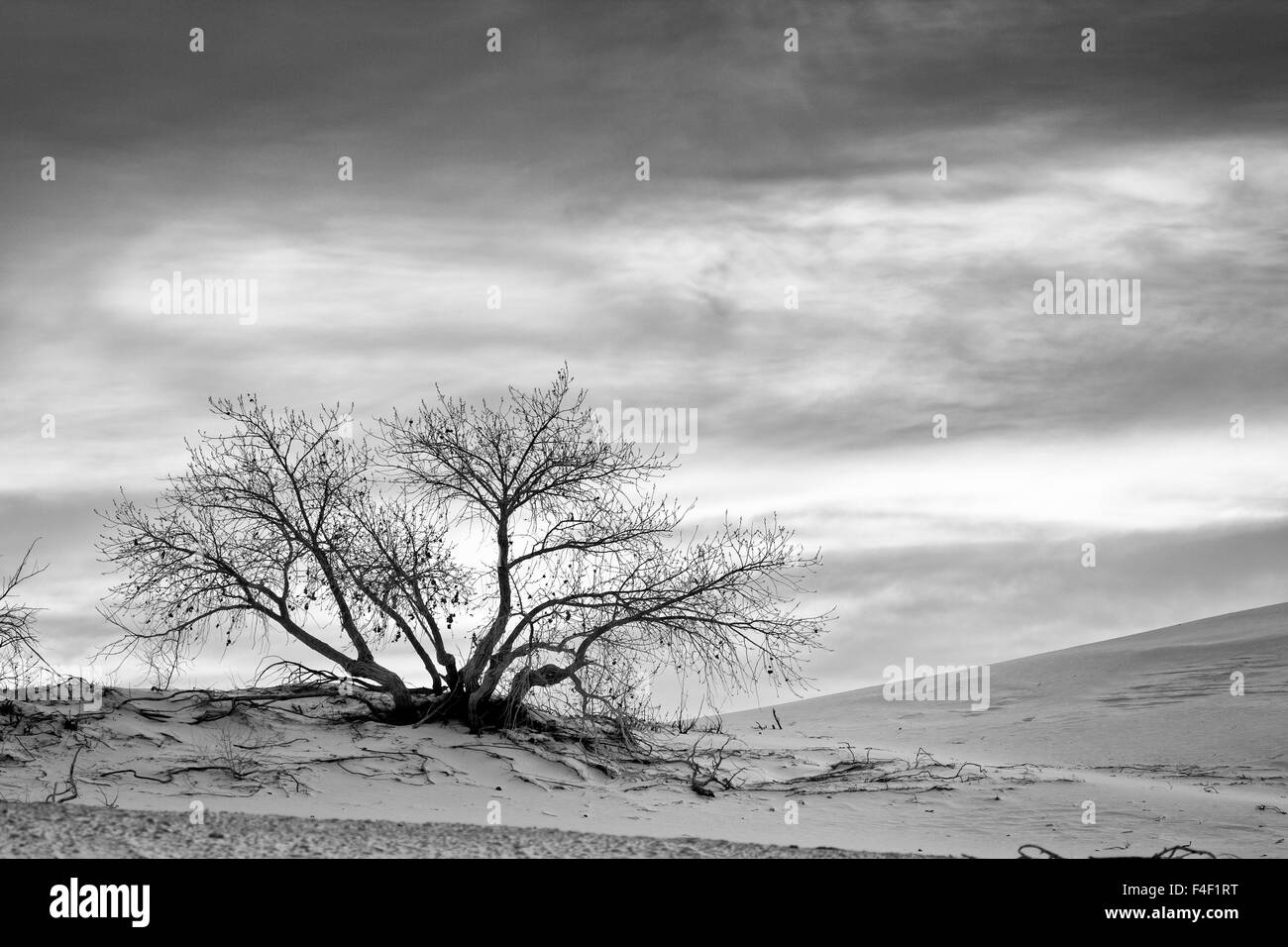 White Sands National Monument, Nuovo Messico Foto Stock