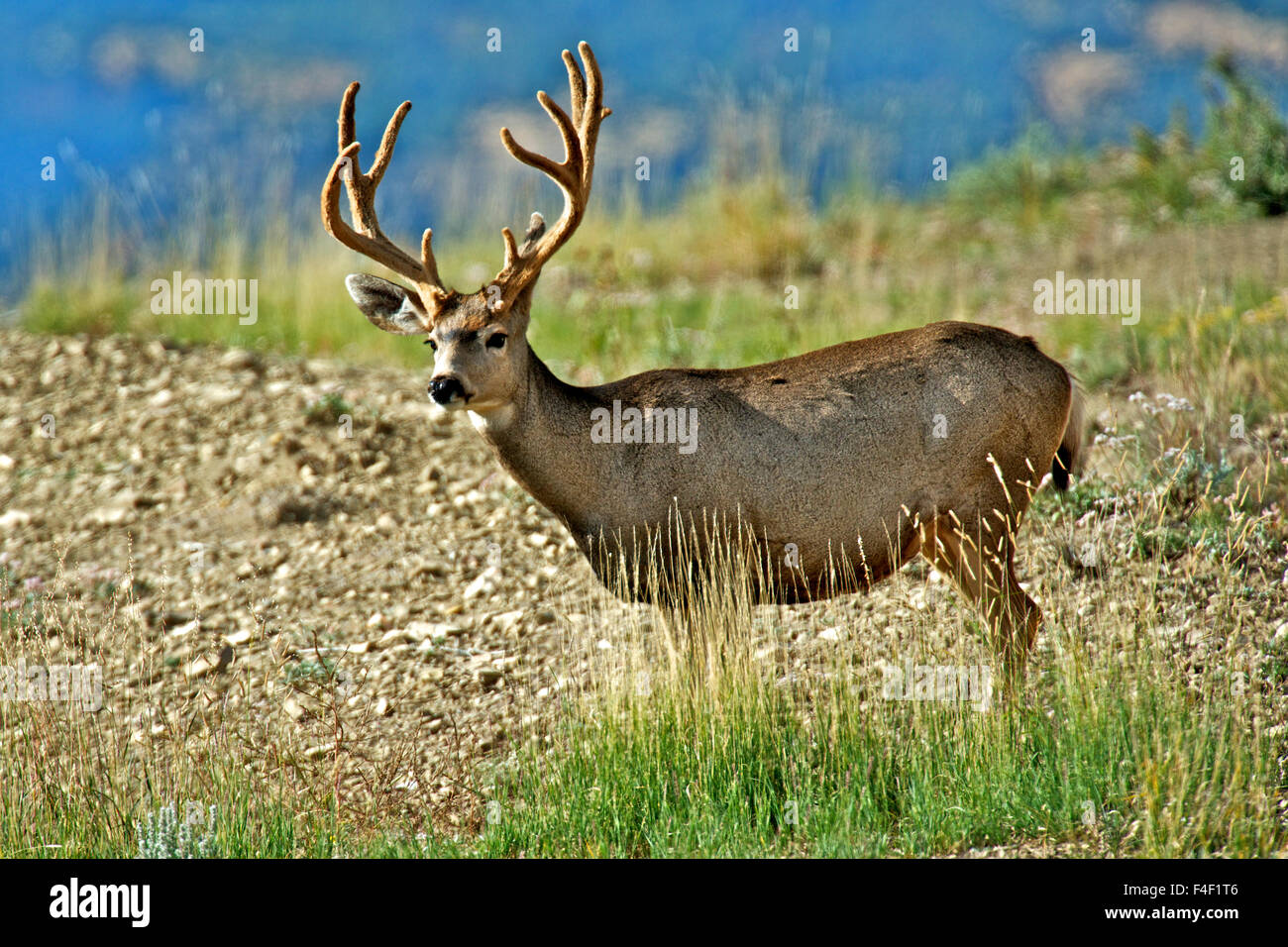 Mule Deer buck(s) (Odocoileus hemionus) ancora con un rivestimento di velluto sui loro palchi, pascolano in alta delle montagne del deserto. (Grandi dimensioni formato disponibile) Foto Stock