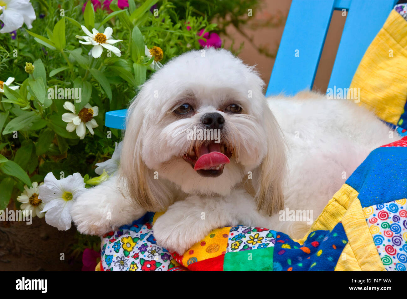 Shih Tzu cucciolo giacente su un quilt colorati (MR). Foto Stock