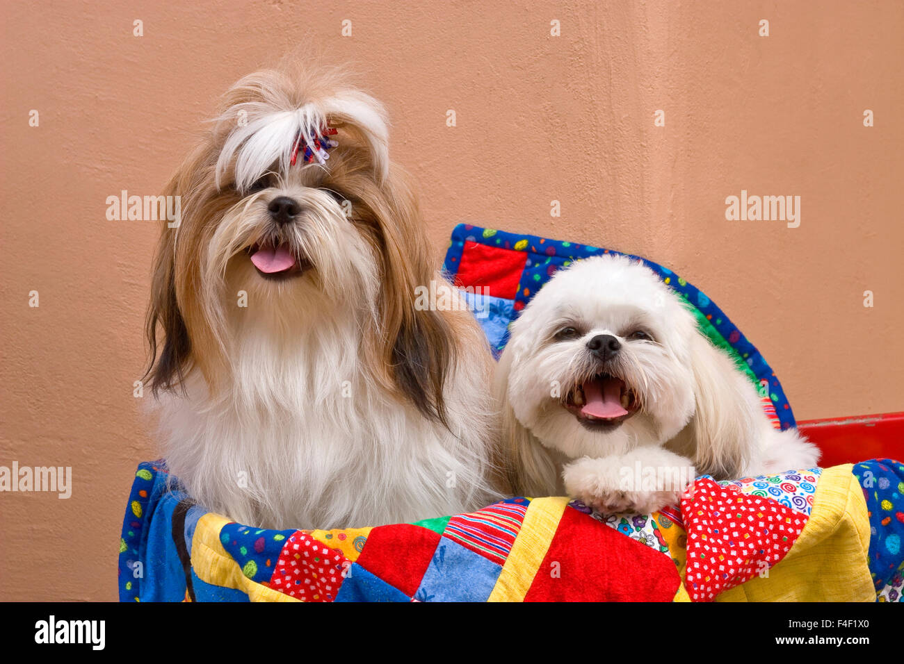 Due Shih Tzus su un quilt colorati (MR). Foto Stock