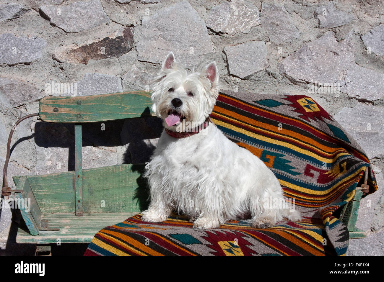 Westie seduto su di una vecchia scheda di buck sedia (MR). Foto Stock