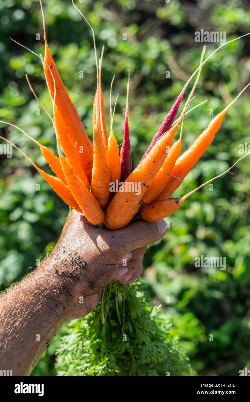 Le carote di mano d'uomo. Foto Stock