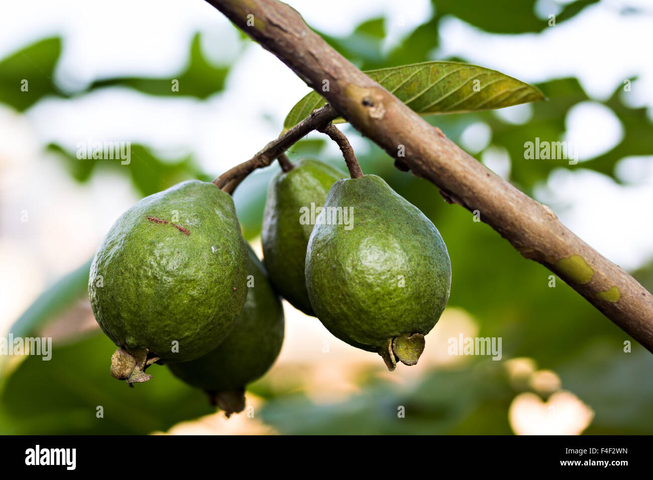 Verde mela guava (Psidium guavaja) appeso sul suo stelo Foto Stock