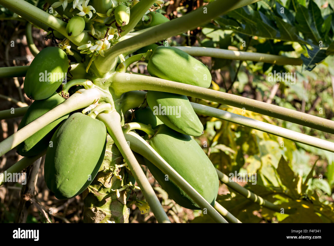 Verde organico immaturo papaia (Carica papaya ) in una fattoria Foto Stock