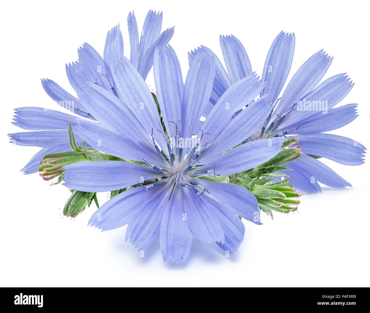 Cichorium intybus - cicoria comune fiori isolati su uno sfondo bianco. Foto Stock
