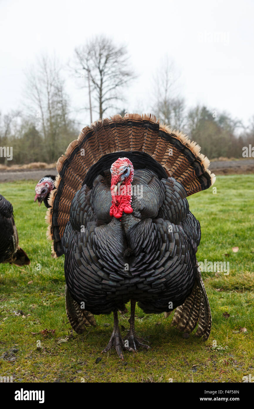 Stati Uniti d'America, Oregon, Shedd, Thompson Mills sito storico dello Stato nazionale, la Turchia. Foto Stock