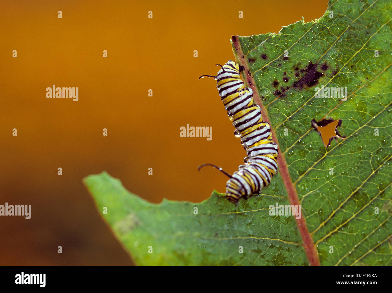 Stati Uniti d'America, Pennsylvania. La Monarch caterpillar mangiare foglia. Credito come: Nancy Rotenberg Jaynes / Galleria / DanitaDelimont.com Foto Stock