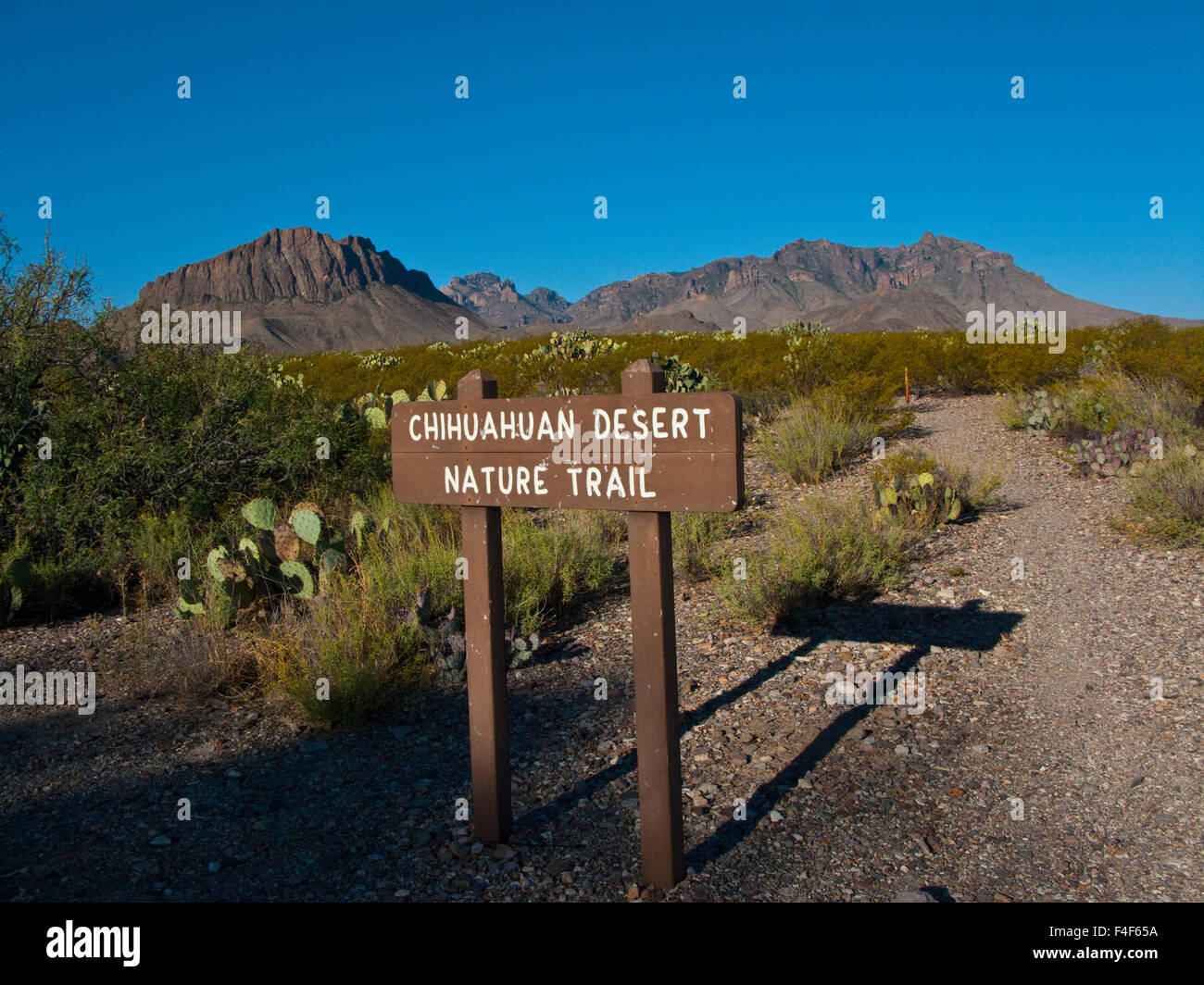 Stati Uniti d'America, Texas, parco nazionale di Big Bend, deserto del Chihuahuan Sentiero Natura in piroga pozzetti con vista di colpire picco e Nugent Montagna. Foto Stock