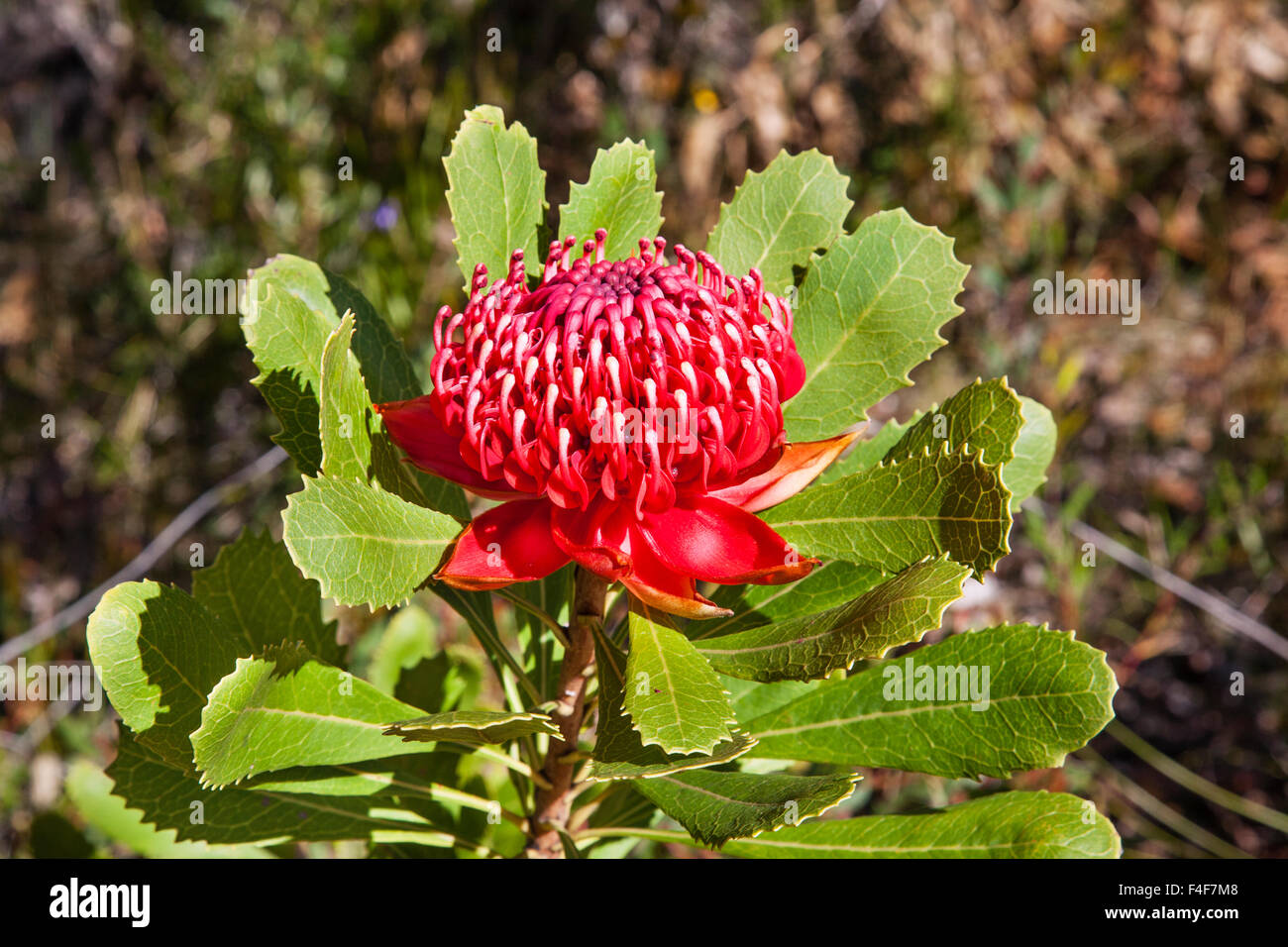 Fioritura (Waratah Telopea speciosissima) a Brisbane acqua Parco Nazionale, Costa Centrale del Nuovo Galles del Sud, Australia. Foto Stock