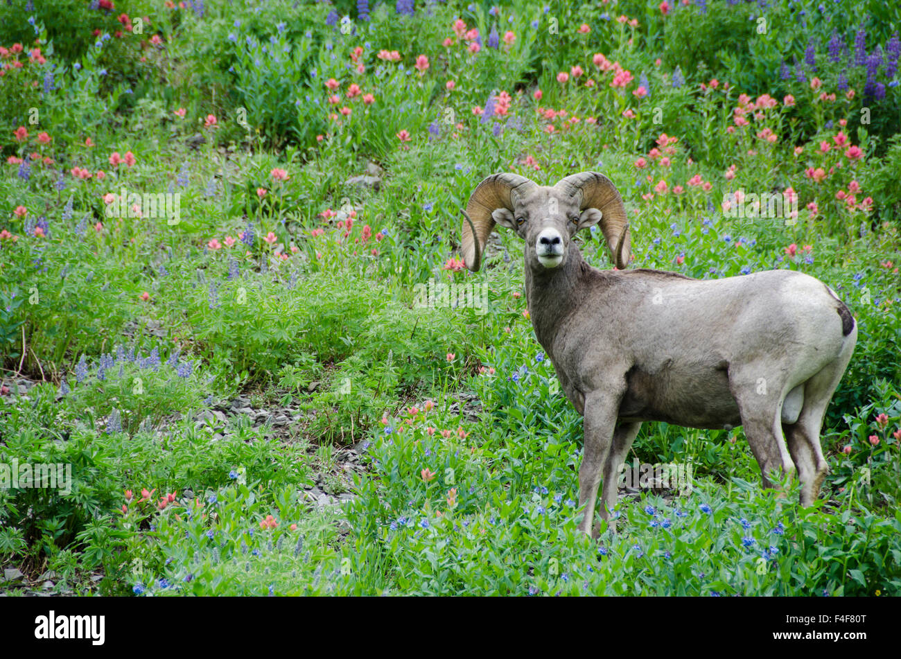 Big Horn Rams in fiori selvatici, Mount Timpanogos, vicino Sundance e provo Utah. Foto Stock