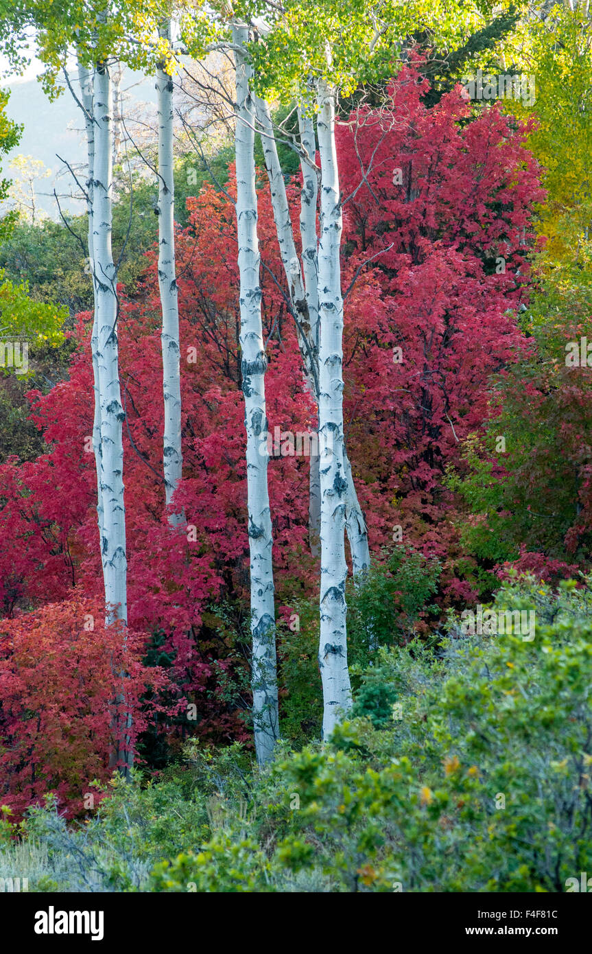 Caduta vacilla Aspen trees (Populus tremuloides) e di alberi di acero, Mt Nebo Scenic Loop nei pressi di Nefi, UT Foto Stock