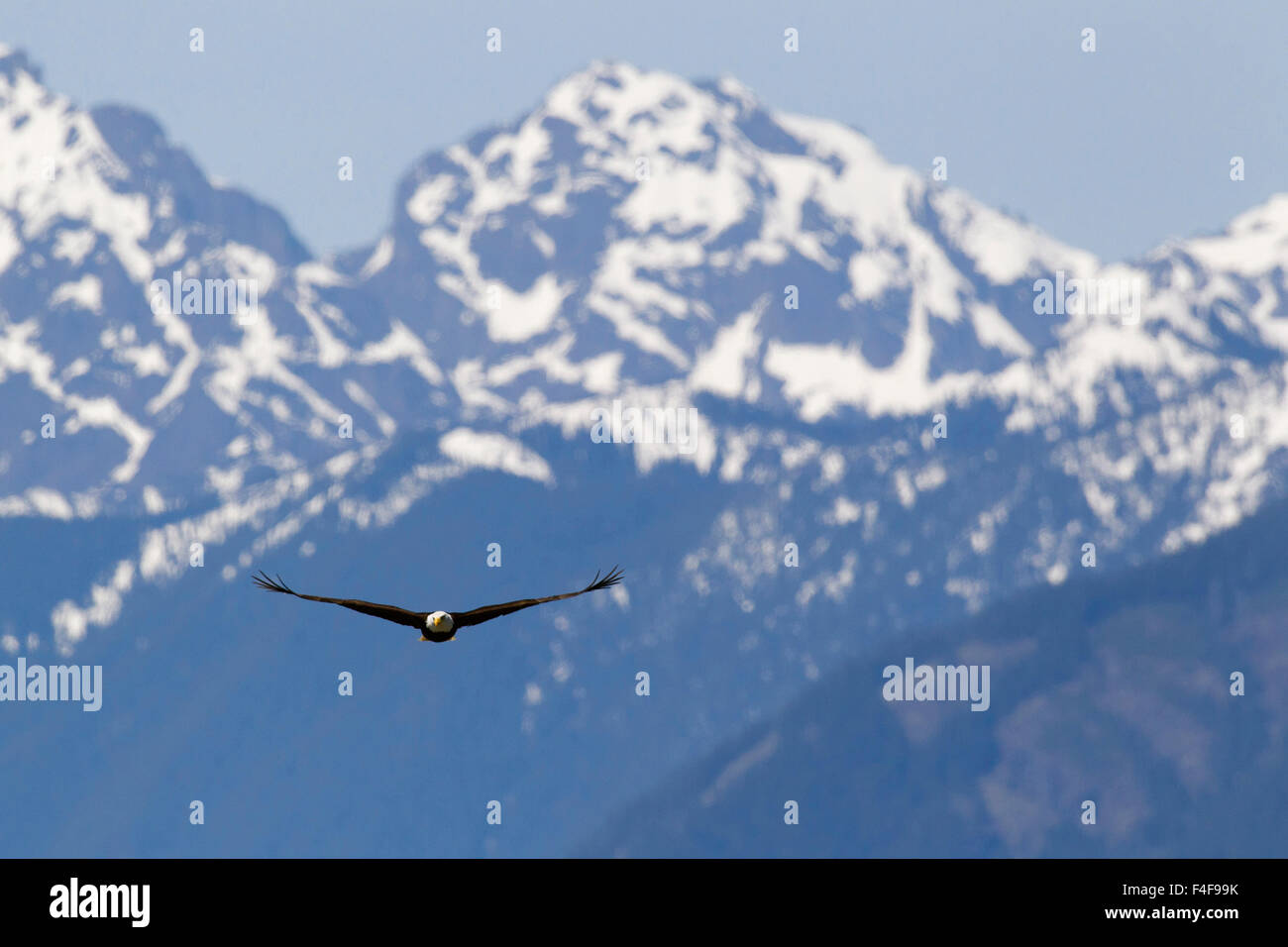 Aquila calva, Montagne Olimpiche Foto Stock