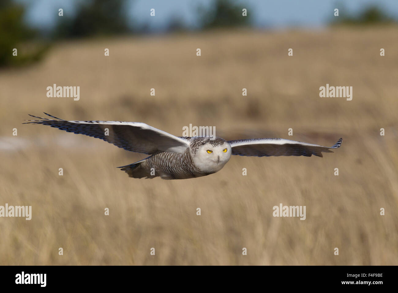 Civetta delle nevi in volo Foto Stock