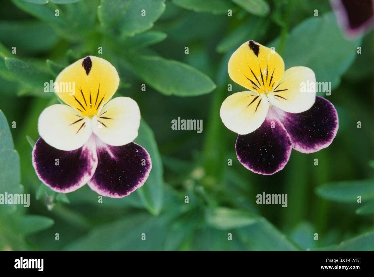 Stati Uniti d'America, Utah, Cache Valley, Johnny Jump Up (Viola tricolore), Close-Up (formato di grandi dimensioni disponibili) Foto Stock