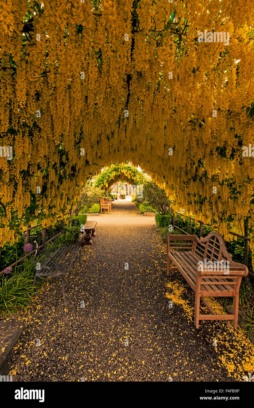 Stati Uniti d'America, Whidbey Island, Langley. Catena Golden Tree (il Maggiociondolo watererii) su un telaio metallico. Foto Stock