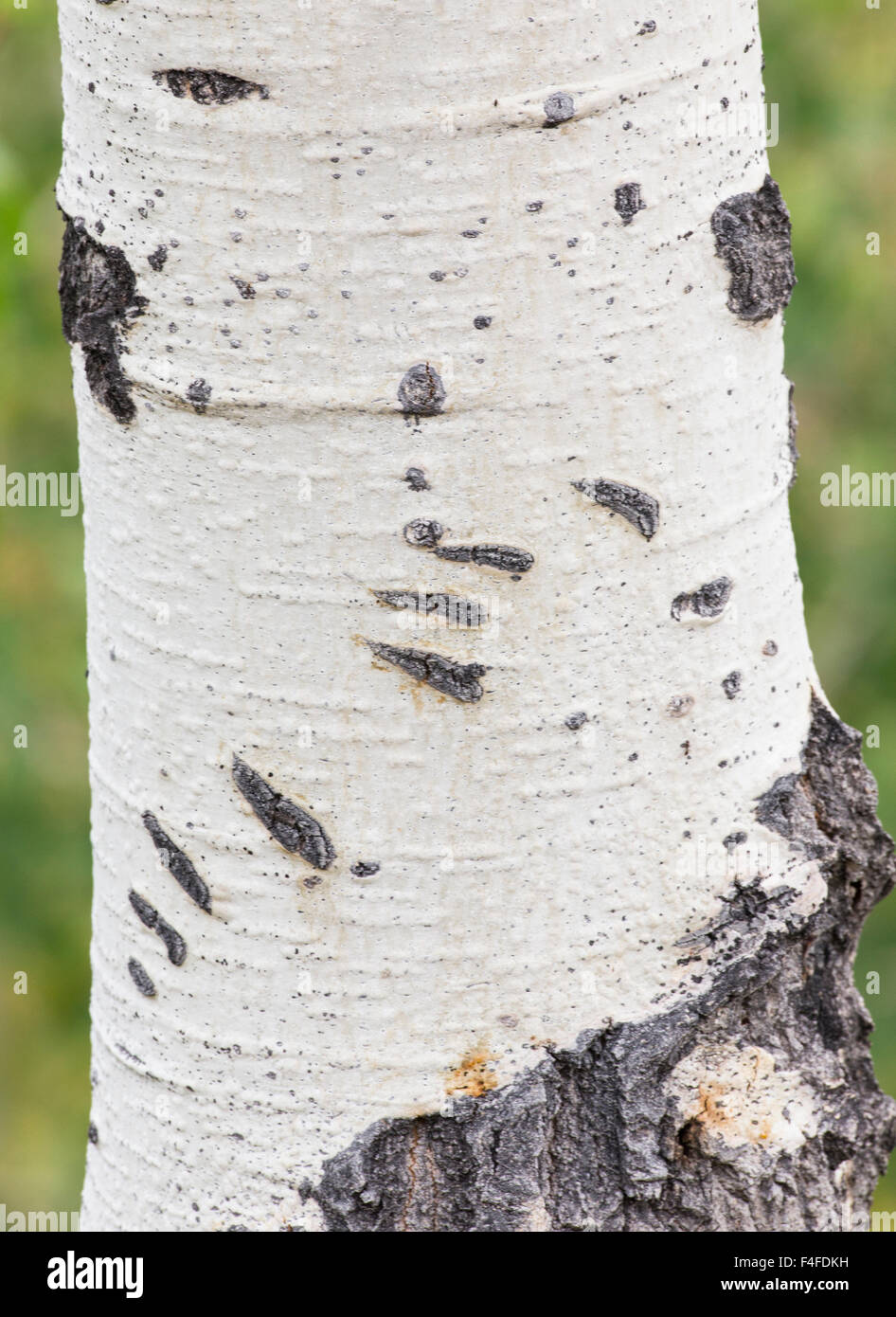 Stati Uniti d'America, Wyoming Bear Claw segni su Aspen Tree. Foto Stock