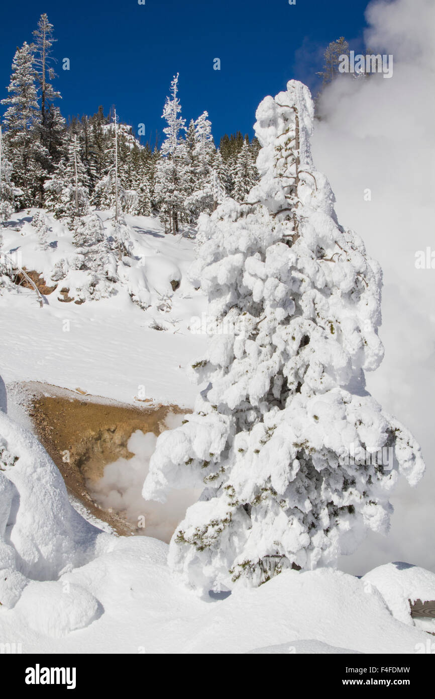 Stati Uniti d'America, Wyoming, il Parco Nazionale di Yellowstone, Winter Wonderland con alberi smerigliato a Beryl molle. Foto Stock