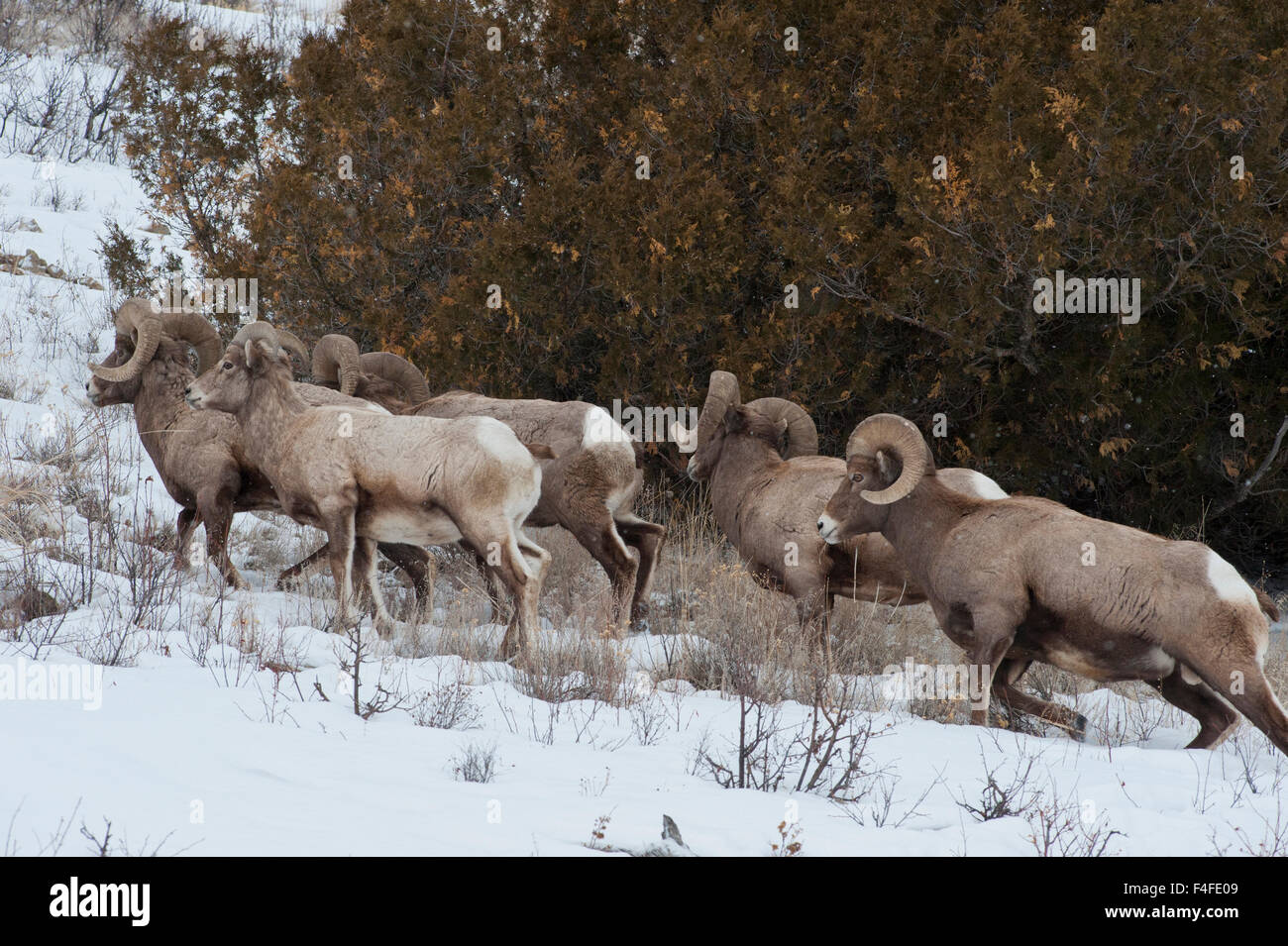 Allevamento di Bighorn Rams in inverno, Lamar River Valley, il Parco Nazionale di Yellowstone, Wyoming Foto Stock