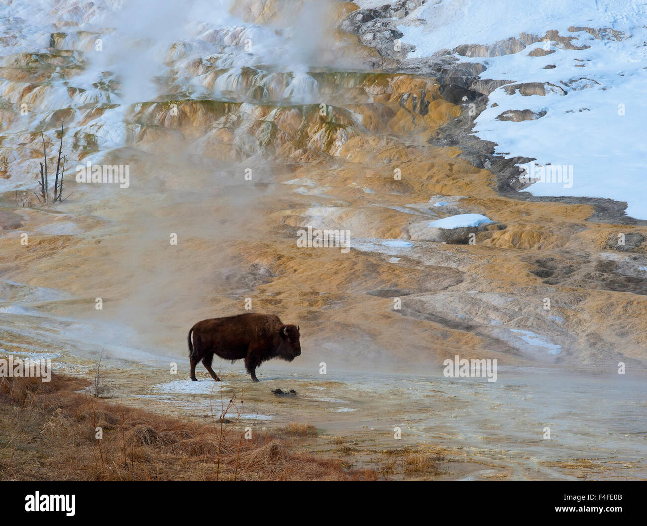 Buffalo (Bison bison) attraversano Mammoth Hot Springs, il Parco Nazionale di Yellowstone, Wyoming Foto Stock