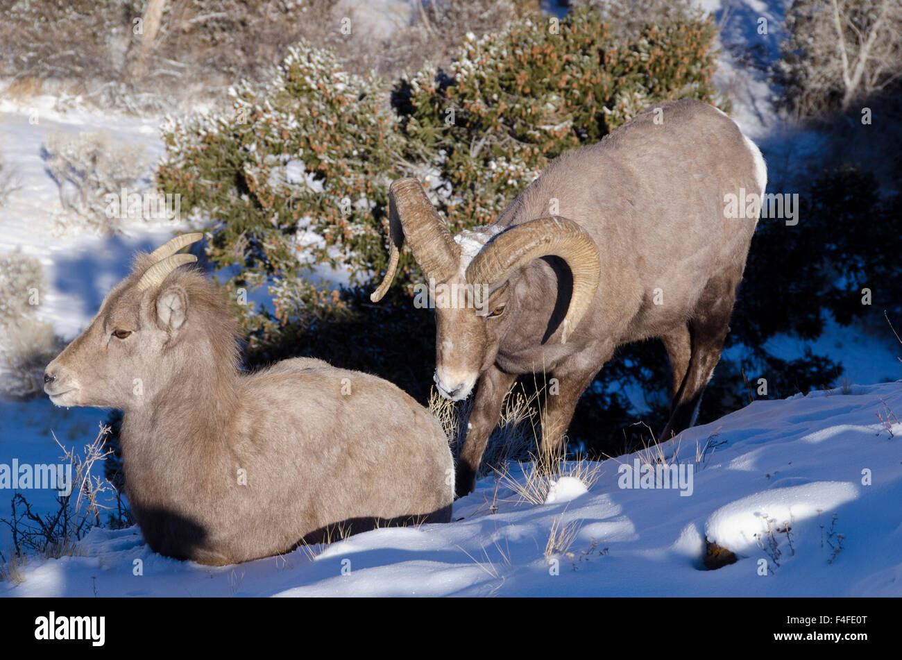 Big Horn Ram e pecora, North Fork del Fiume Shoshone, Shoshone National Forest, vicino a Cody, Wyoming Foto Stock