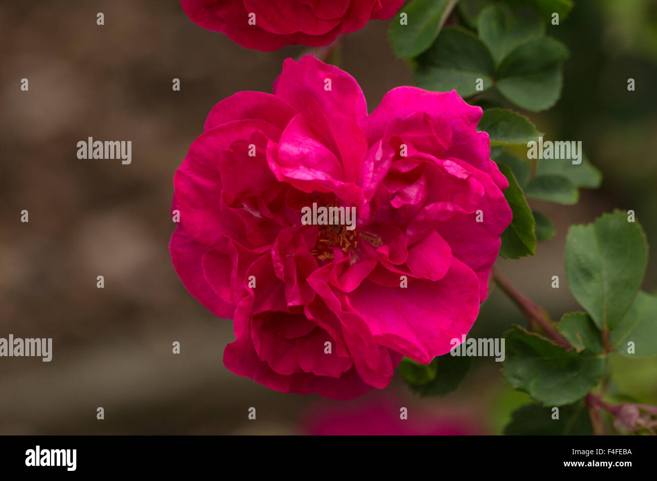 Rose Cerise Bouquet Foto Stock