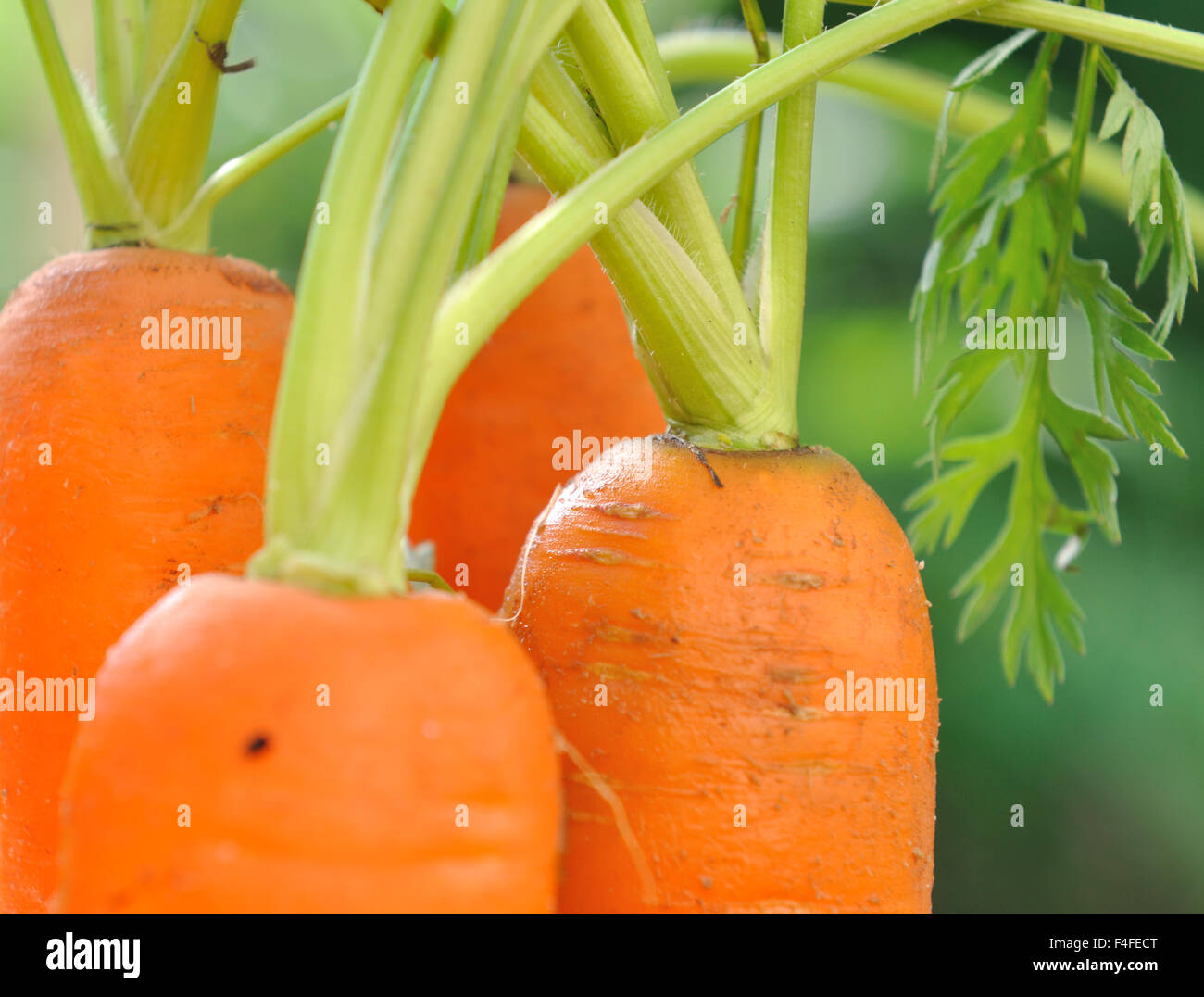 Primo piano su le carote fresche in giardino su sfondo verde Foto Stock
