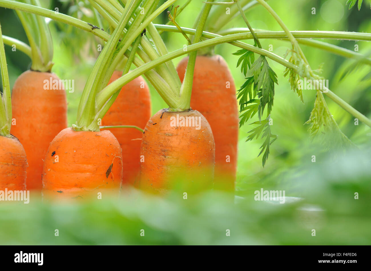 Chiudere su carote nel giardino tra le fronde su sfondo verde Foto Stock