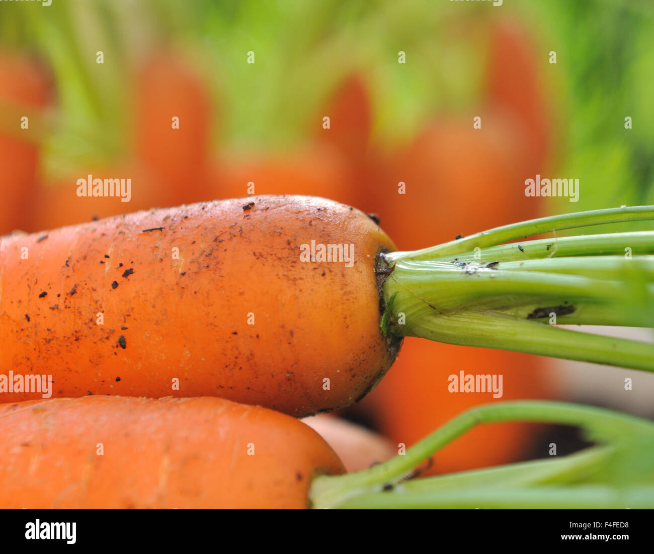 Primo piano su le carote fresche in giardino Foto Stock