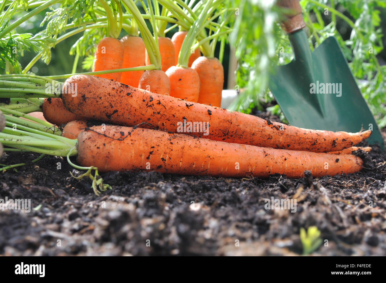 Appena raccolto le carote nel suolo di giardino Foto Stock