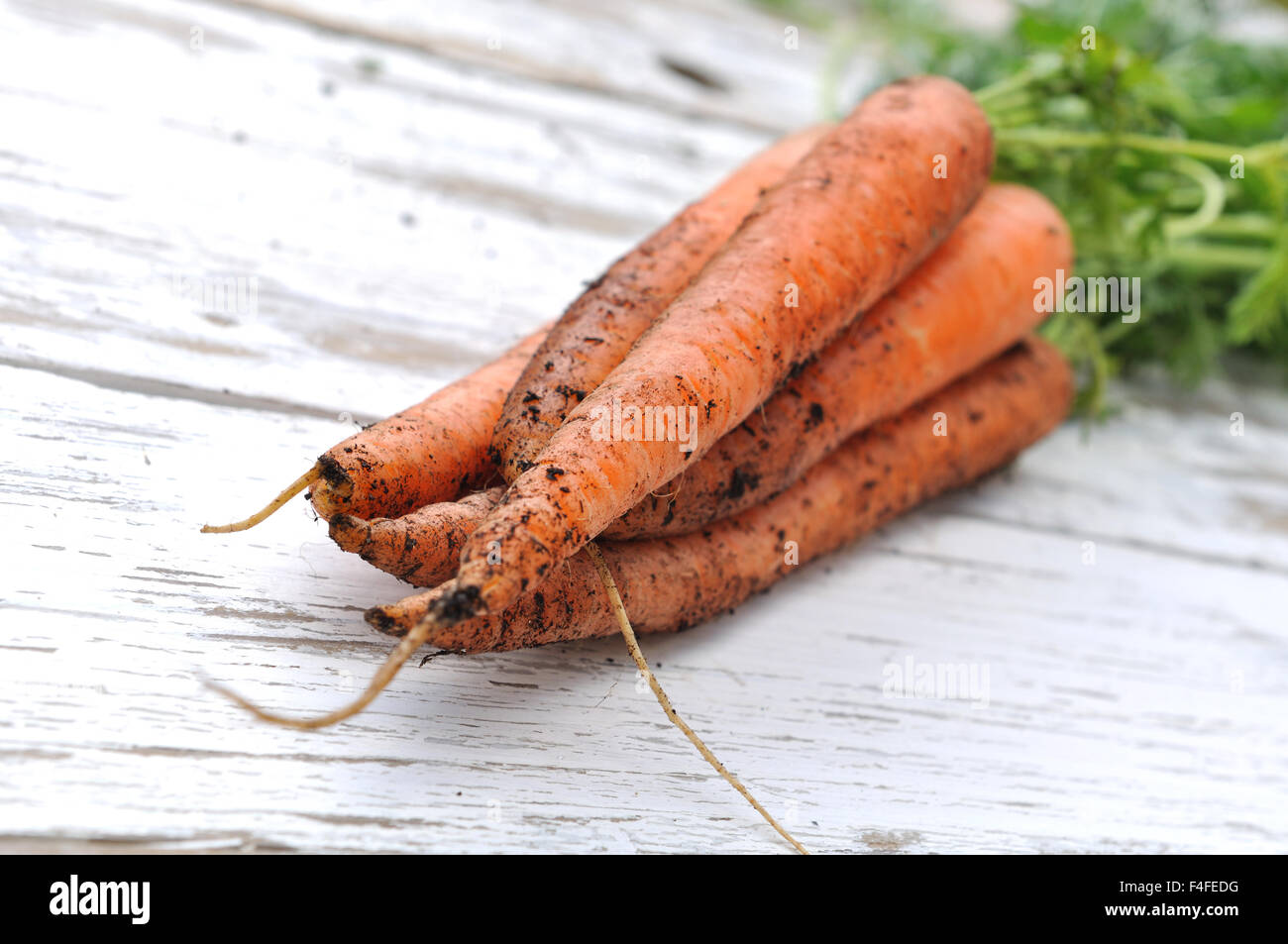 Le carote dal giardino posto su bianco tavolo in legno Foto Stock