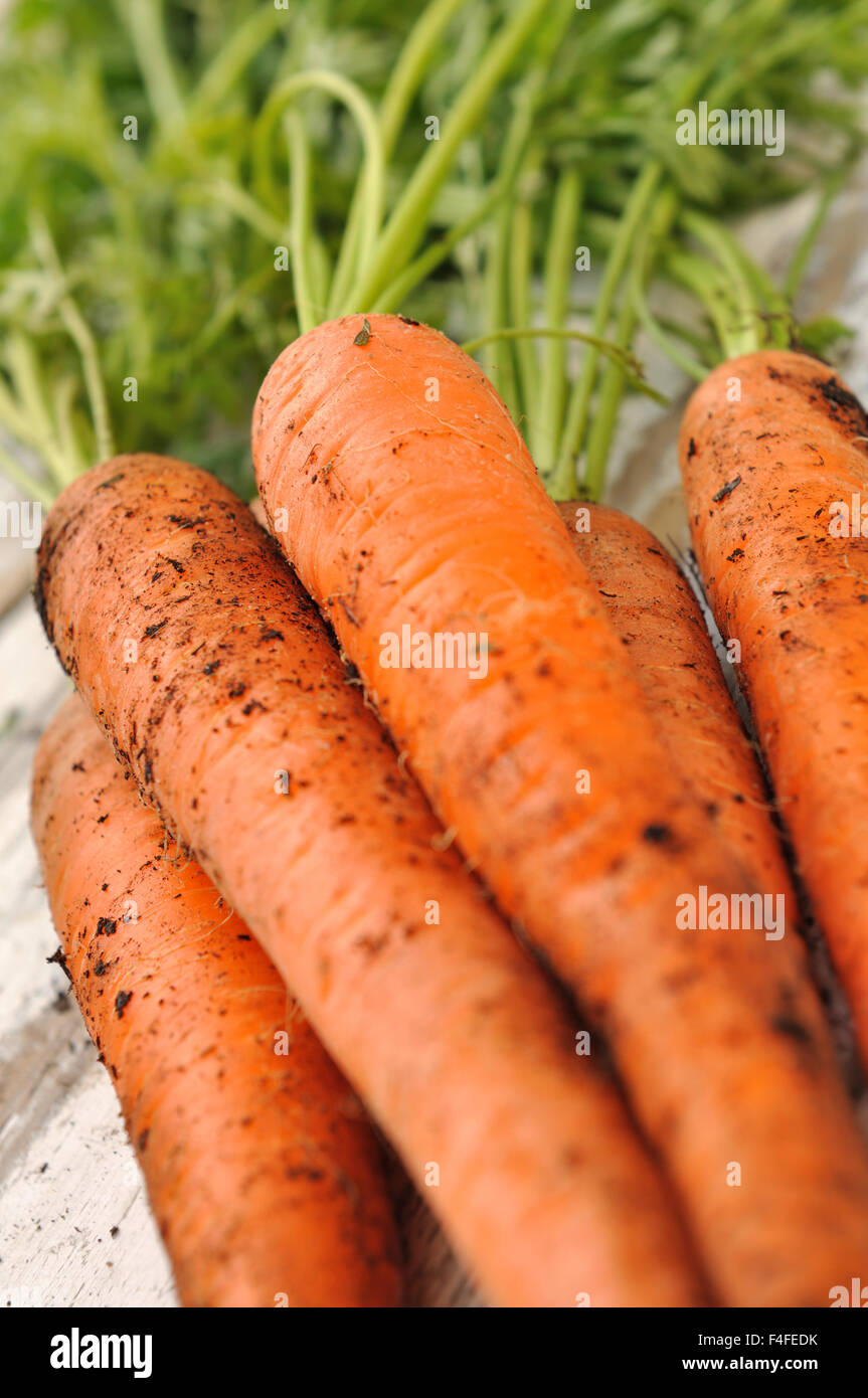 Chiudere su carote dal giardino Foto Stock