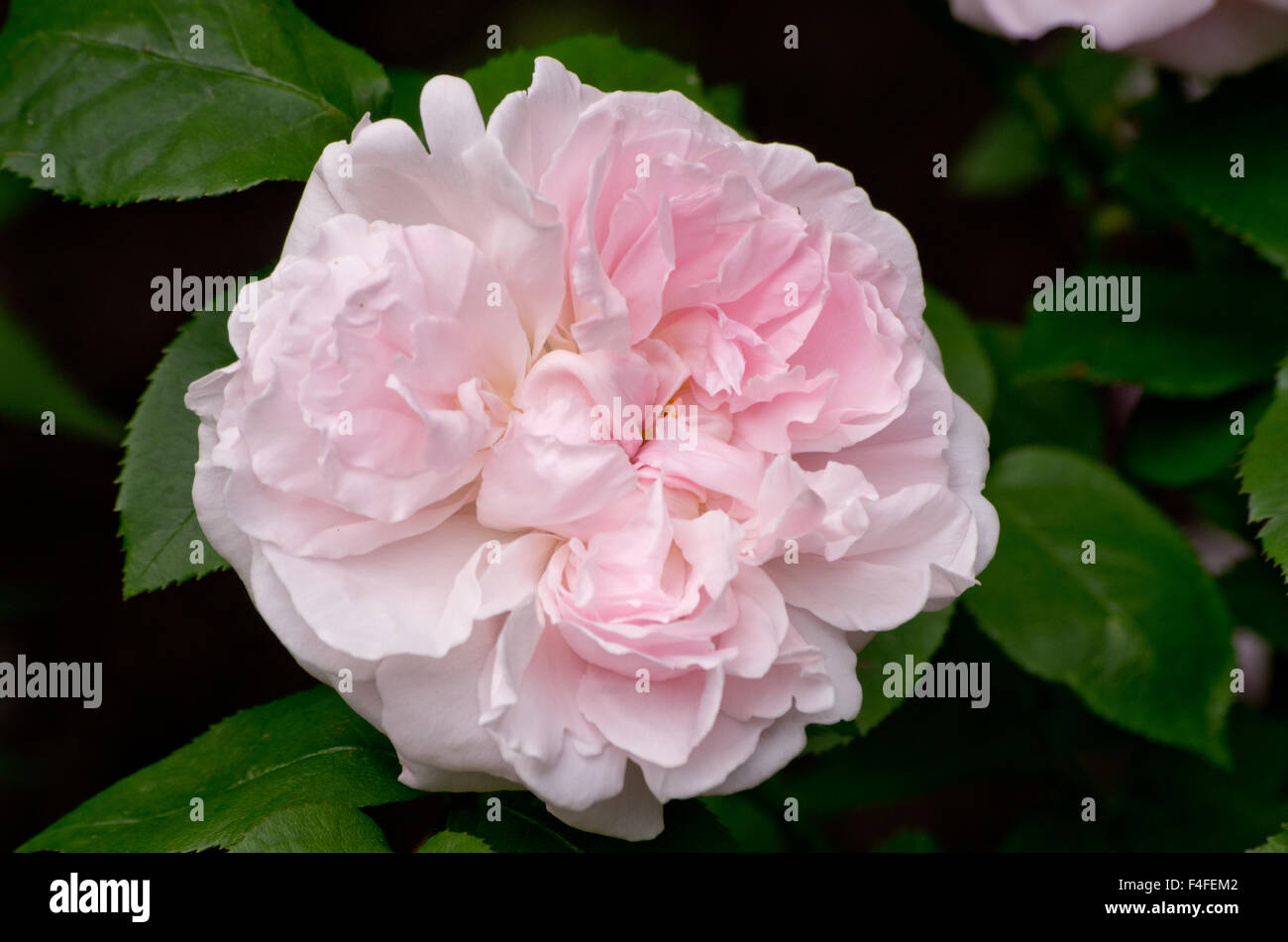 Rose Redoute Foto Stock