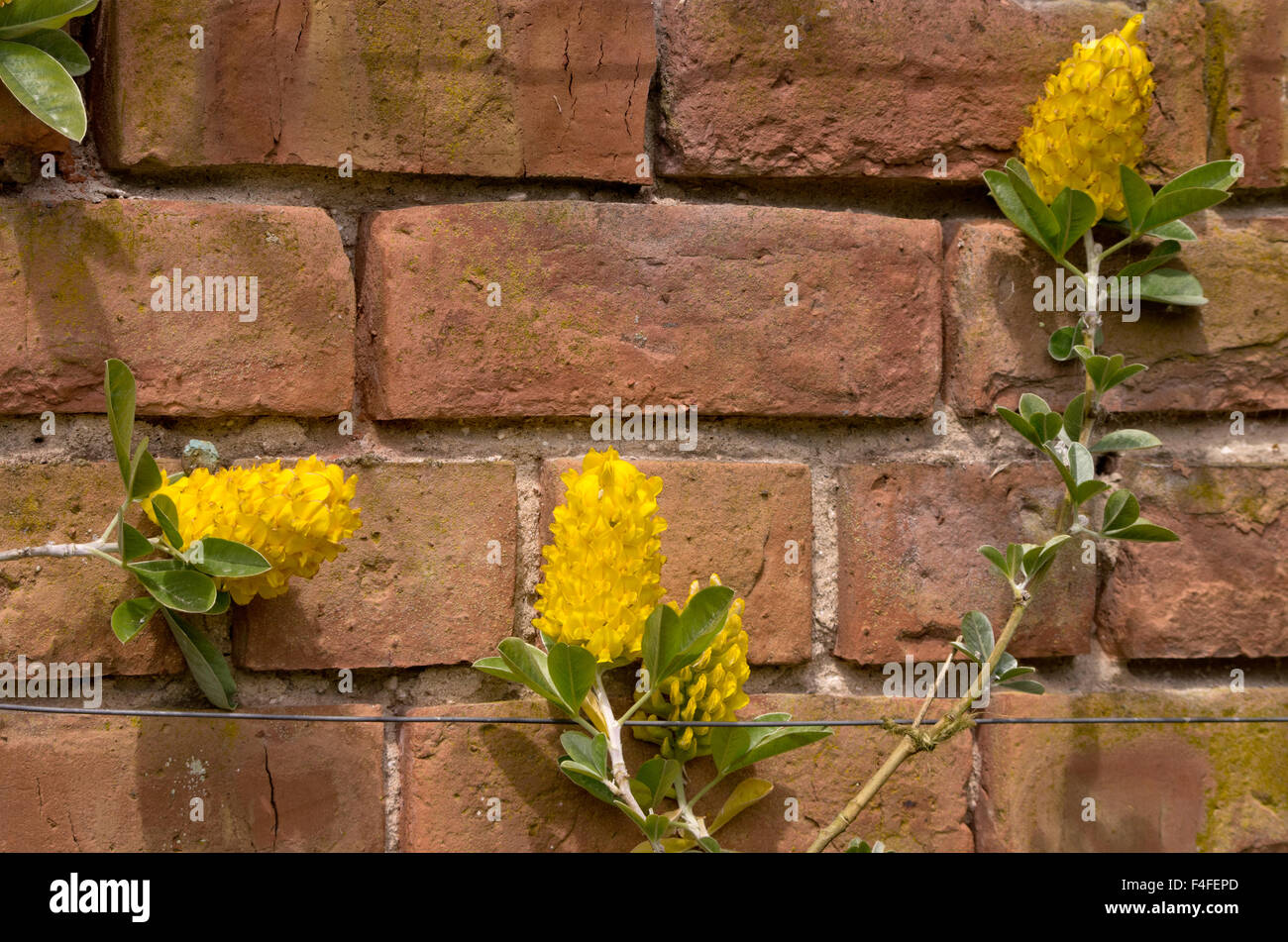 Cytisus battandieri Foto Stock