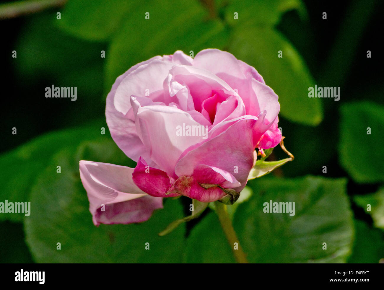 Rosa Fantin Latour Foto Stock