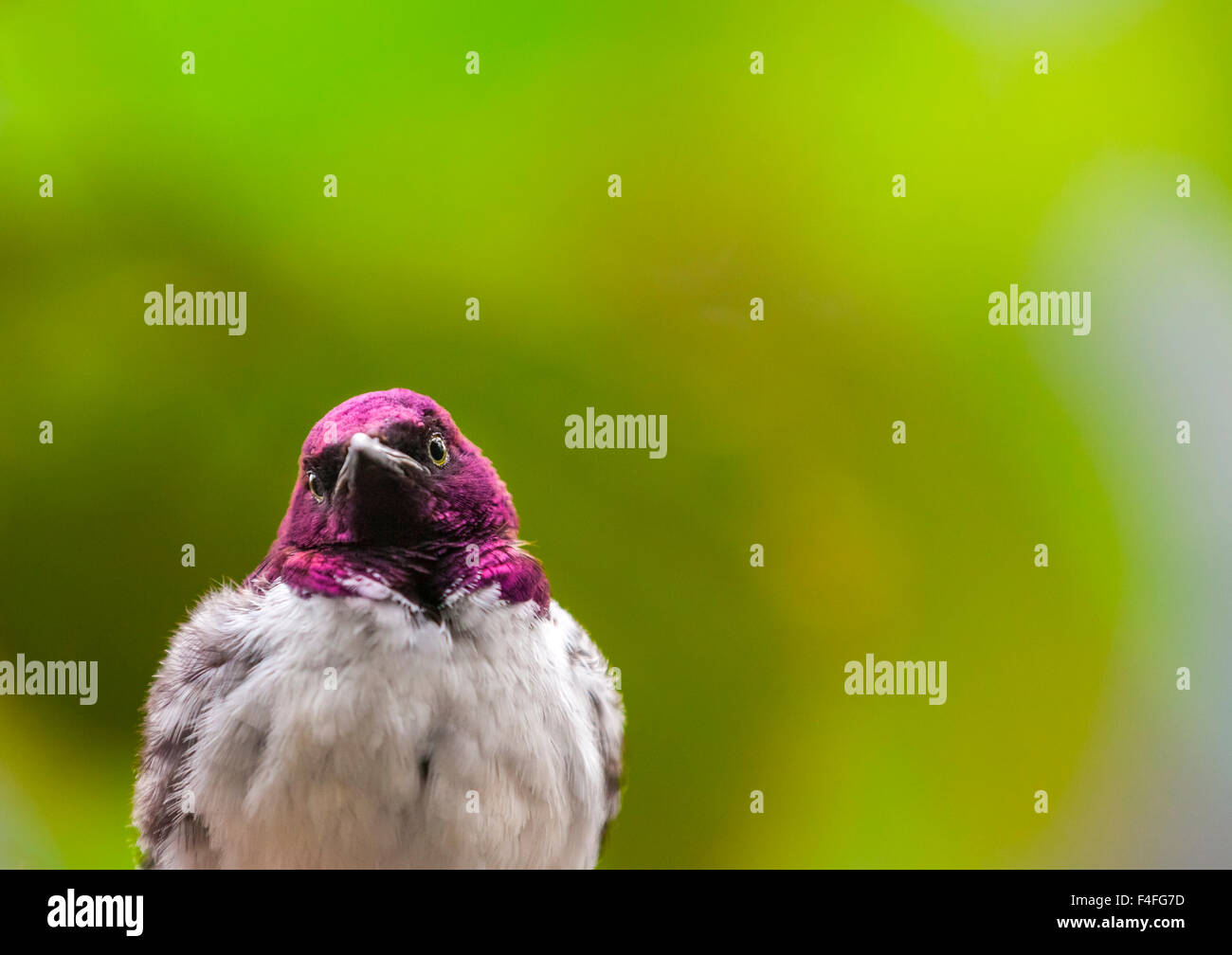 Viola maschio supportato starling, cinnyricinclus leucogaster, chiamato anche ametista starling o color prugna starling Foto Stock