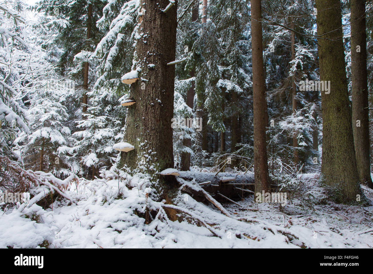 Paesaggio invernale del vecchio supporto di conifere della foresta di Bialowieza con gruppo di abete vecchi tronchi di alberi in primo piano Foto Stock