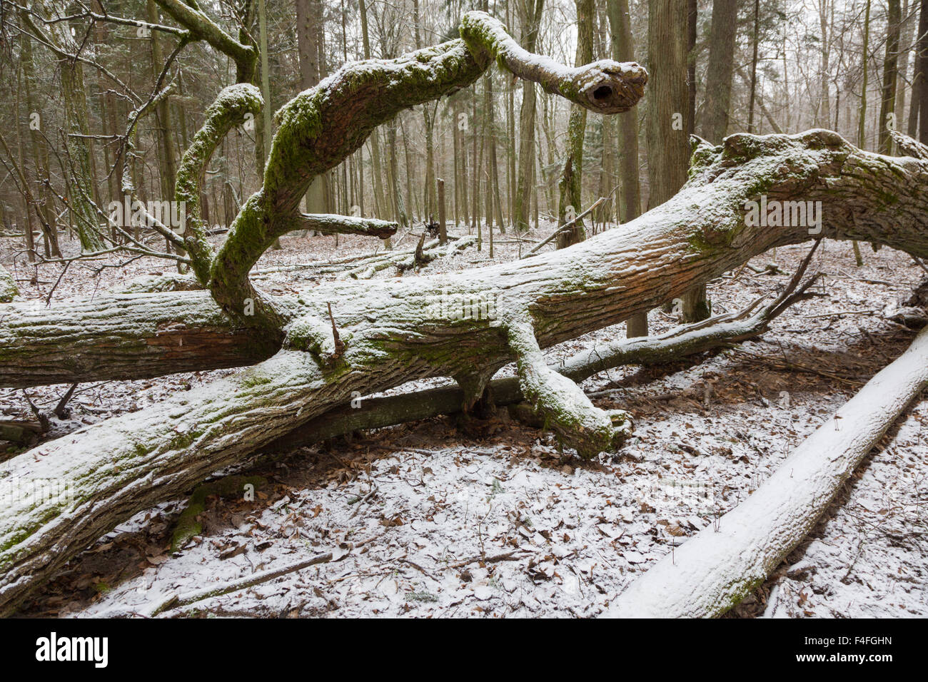 Neve avvolto parte del vecchio rotto quercia giacente in inverno deciduo stand della foresta di Bialowieza,Polonia,l'Europa Foto Stock