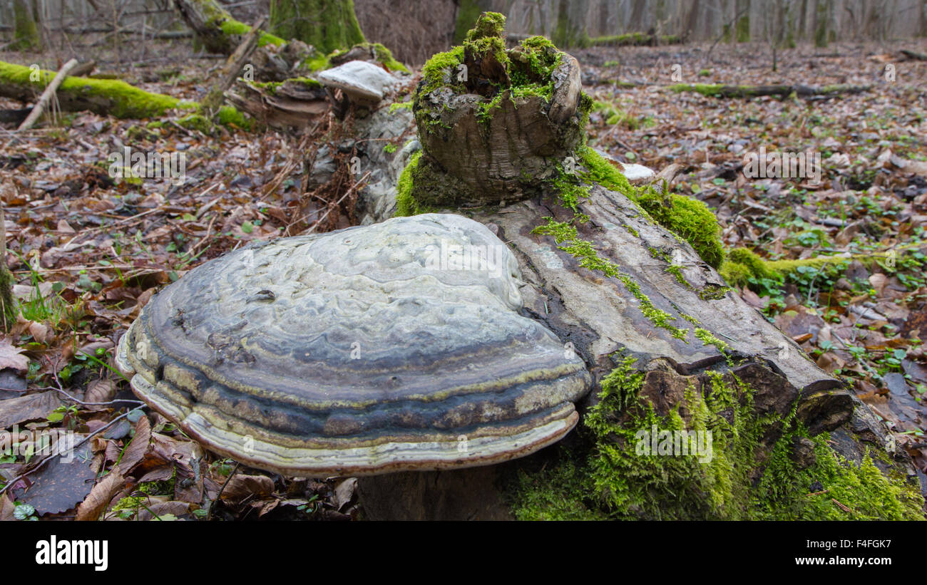 Polypore gigante di funghi in autunno crescono su moss avvolto pezzo di legno morto Foto Stock