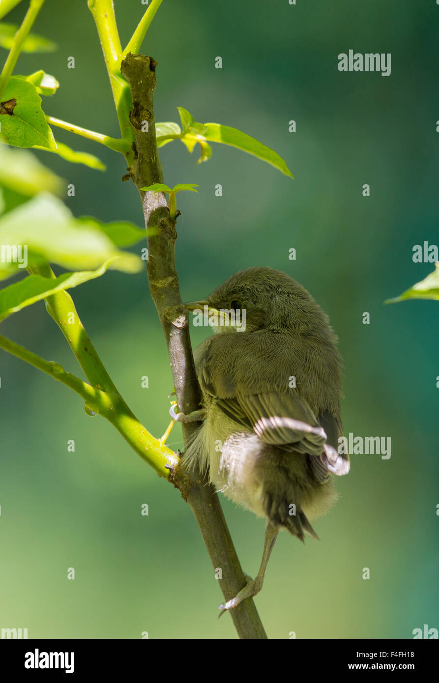 I capretti Common Whitethroat close-up al di fuori del nido seduti sotto le foglie Foto Stock
