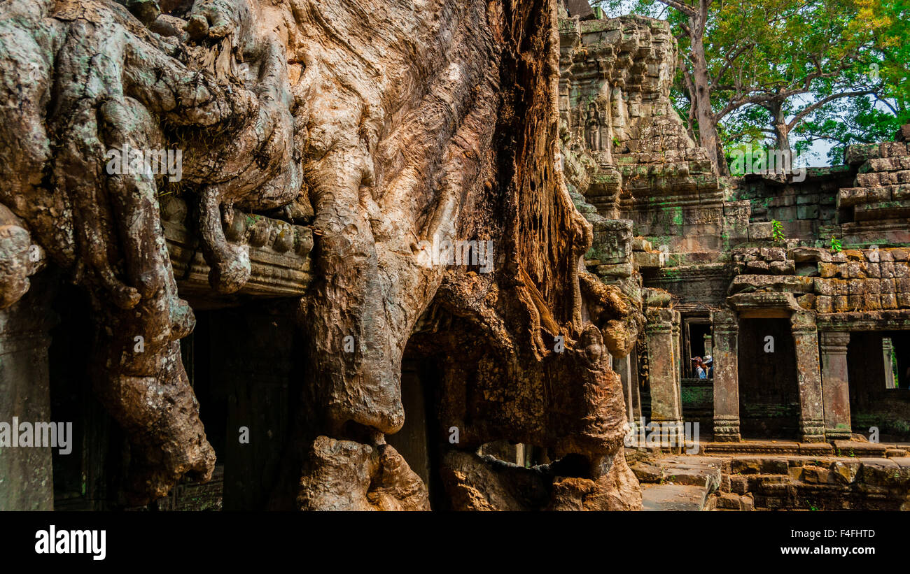 Albero seduto sul muro di pietra a Angkor Wat Foto Stock