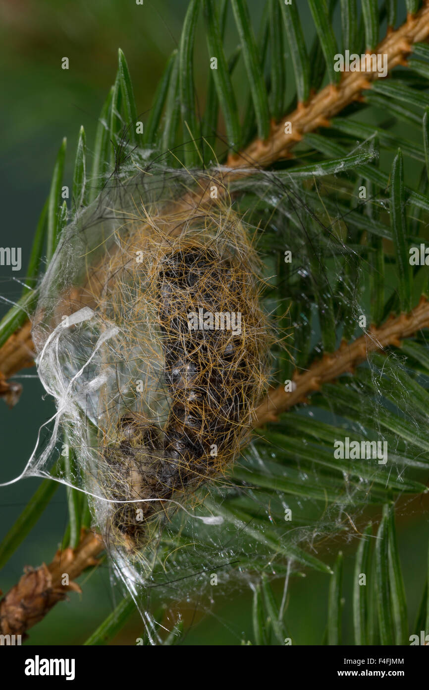 Di conifere tussock moth, pupa, crisalidi, Tannen-Streckfuß, Puppe, Kokon, Tannen-Streckfuss, Tannenstreckfuß, Calliteara abietis Foto Stock