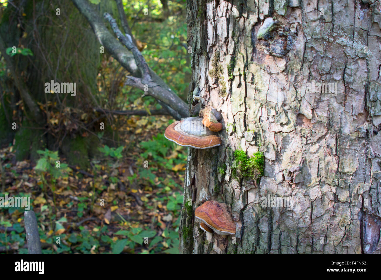 Chaga fungo su birch nel bosco misto. Foto Stock